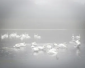 Images Dated 26th May 2021: USA, New Jersey, Cape May National Seashore. Swans in foggy marsh