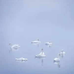 Images Dated 26th May 2021: USA, New Jersey, Cape May National Seashore. Swans in foggy marsh