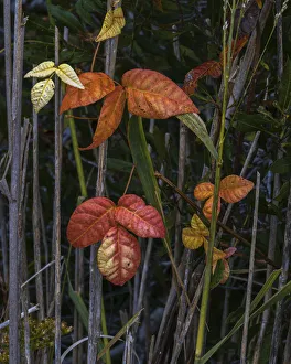 Images Dated 20th April 2022: USA, New Jersey, Cape May National Seashore. Close-up of autumn-colored leaves
