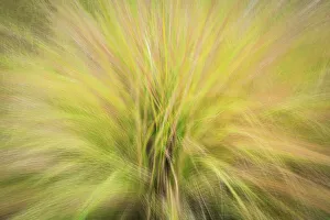 USA, New Jersey, Cape May National Seashore. Abstract sunrise on waving grasses