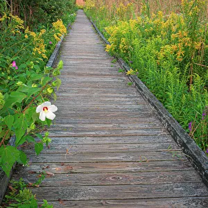 Walkway Prints: USA, New Jersey, Cape May National Seashore. USA, New Jersey, Cape May National Seashore