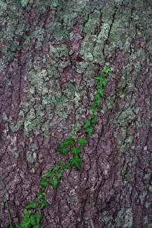 Bark Prints: USA, New Jersey, Cape May National Seashore. Close-up of vine on tree trunk