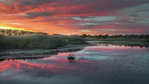 Marsh Prints: USA, New Jersey, Cape May National Seashore. Sunrise on marsh