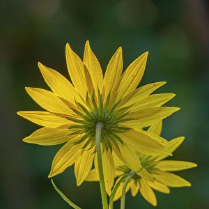 Back Prints: USA, New Jersey, Cape May National Seashore. Close-up of yellow flowers