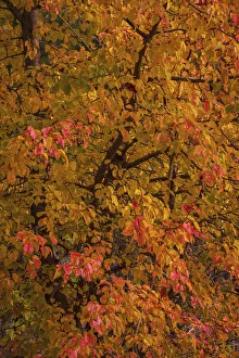 Cape May Prints: USA, New Jersey, Cape May. Tree in autumn foliage