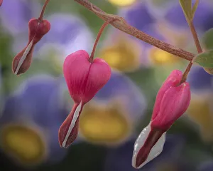 Bleeding Heart Prints: USA, New Jersey. Close-up of bleeding heart flowers
