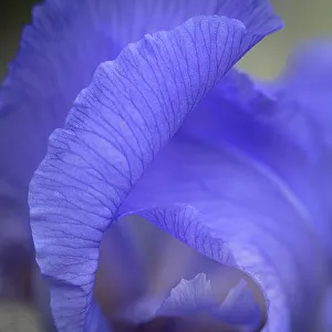 Images Dated 3rd June 2023: USA, New Jersey. Close-up of iris