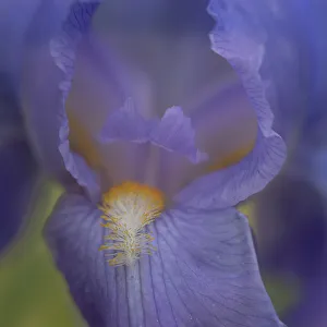 Images Dated 3rd June 2023: USA, New Jersey. Close-up of iris petals
