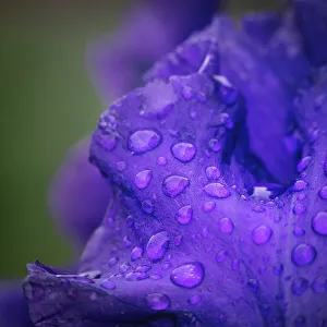 Drop Prints: USA, New Jersey. Close-up of raindrops on iris petals