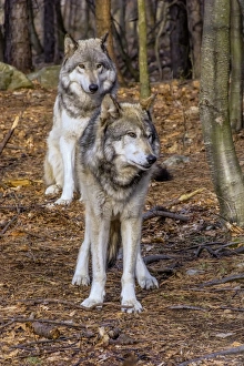 New Jersey Prints: USA, New Jersey, Columbia, Lakota Wolf Preserve. Close-up of timber wolves. Credit as