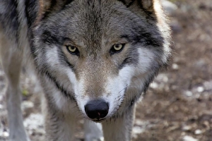 New Jersey Prints: USA, New Jersey, Columbia, Lakota Wolf Preserve. Close-up of timber wolfs head