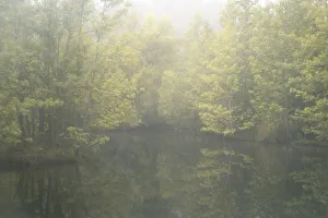 Images Dated 27th April 2021: USA, New Jersey, Cox Hall Wildlife Management Area. Fog over lake and flowers