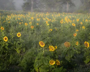 USA, New Jersey, Cox Hall Wildlife Management Area. Sunflowers in foggy meadow