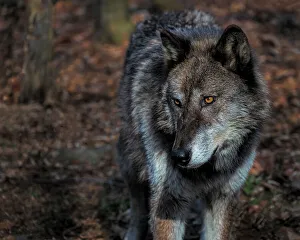 Images Dated 14th December 2022: USA, New Jersey, Lakota Wolf Preserve. Close-up of wolf