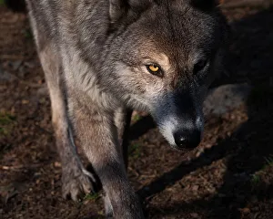 Images Dated 14th December 2022: USA, New Jersey, Lakota Wolf Preserve. Close-up of wolf