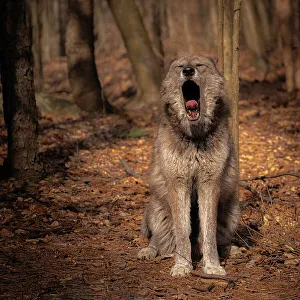 Images Dated 23rd January 2023: USA, New Jersey, Lakota Wolf Preserve. Close-up of yawning wolf