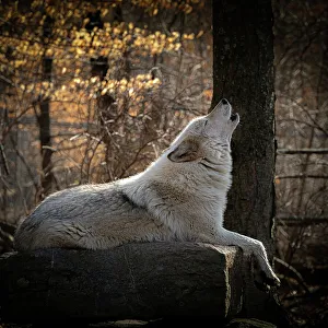 Images Dated 23rd January 2023: USA, New Jersey, Lakota Wolf Preserve. Close-up of howling wolf