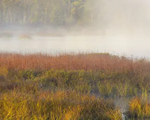 Misty Prints: USA, New Jersey, Pine Barrens. March grasses and fog at sunrise
