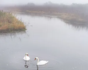 Swan Prints: USA, New Jersey, Pine Barrens National Preserve. Swans in foggy marsh lake
