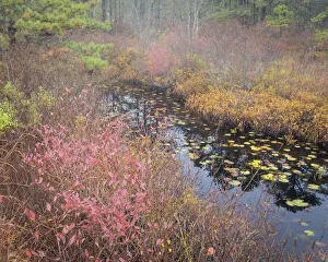 Images Dated 27th April 2021: USA, New Jersey, Pine Barrens National Preserve. Pond in autumn-colored marsh