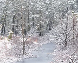Images Dated 1st June 2021: USA, New Jersey, Pine Barrens National Preserve. Winter scenic of stream and forest
