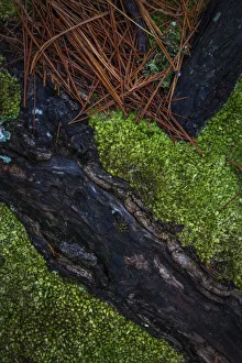 USA, New Jersey, Pine Barrens National Preserve. Close-up of log and pine needles