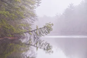 USA, New Jersey, Pine Barrens National Preserve. Foggy forest landscape reflects in lake