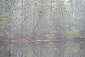 USA, New Jersey, Pine Barrens National Preserve. Foggy forest landscape reflects in lake