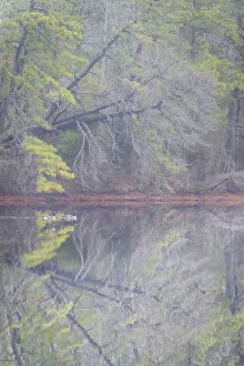 USA, New Jersey, Pine Barrens National Preserve. Foggy forest landscape reflects in lake