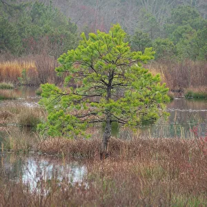 Images Dated 23rd January 2023: USA, New Jersey, Pine Barrens National Preserve. Pine trees in swamp