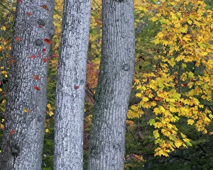 Moody Prints: USA, New Jersey, Pine Barrens National Preserve. Trees and foliage in autumn