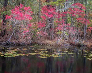 Images Dated 1st June 2023: USA, New Jersey, Pine Barrens National Preserve