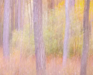 Images Dated 2023 April: USA, New Jersey, Pine Barrens National Preserve
