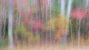 Images Dated 2023 April: USA, New Jersey, Pine Barrens National Preserve. Forest abstract