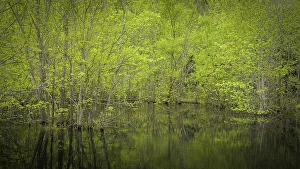 USA, New Jersey, Pine Barrens National Preserve. Spring forest reflects in pond. ©Jay O'Brien / Jaynes Gallery / DanitaDelimont.com