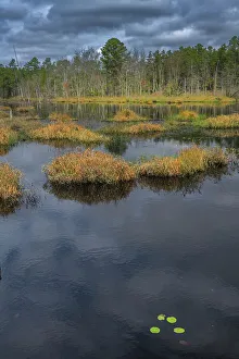Storm Prints: USA, New Jersey, Pine Barrens National Preserve