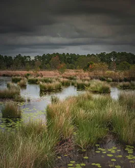 Moody Prints: USA, New Jersey, Pine Barrens National Preserve