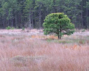 Pine Prints: USA, New Jersey, Pine Barrens National Preserve