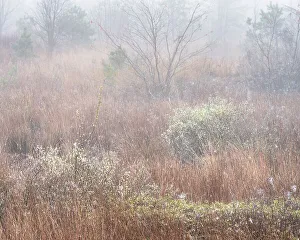 Moody Prints: USA, New Jersey, Pine Barrens National Preserve