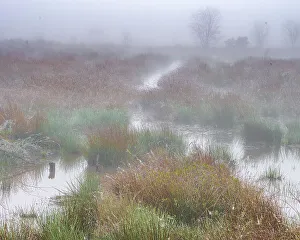 Moody Prints: USA, New Jersey, Pine Barrens National Preserve