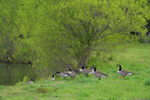 Goose Prints: USA, New Jersey, Pine Barrens National Preserve