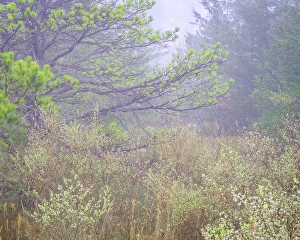 Bush Prints: USA, New Jersey, Pine Barrens National Preserve