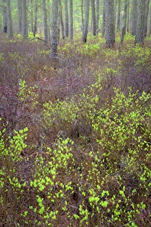 Bush Prints: USA, New Jersey, Pine Barrens National Preserve