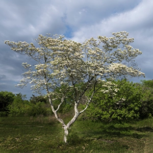 New Jersey Prints: USA, New Jersey, Pine Barrens National Preserve