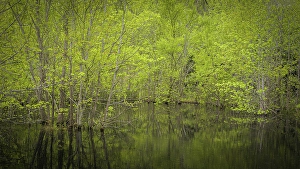 Moody Prints: USA, New Jersey, Pine Barrens National Preserve
