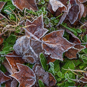 Fallen Prints: USA, New Jersey, Pine Barrens National Preserve