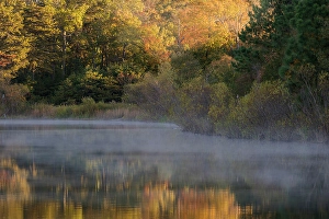 Jay Obrien Prints: USA, New Jersey, Pine Barrens National Preserve