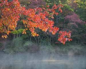 Jay Obrien Prints: USA, New Jersey, Pine Barrens National Preserve