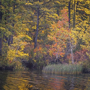 Jay Obrien Prints: USA, New Jersey, Pine Barrens National Preserve