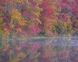 Jay Obrien Prints: USA, New Jersey, Pine Barrens National Preserve